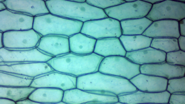 Épiderme d’oignon (Allium cepa) — cellules épidermiques végétales
